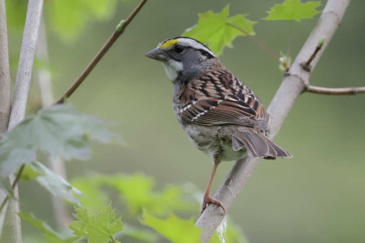 White-throated Sparrow - ML618611647