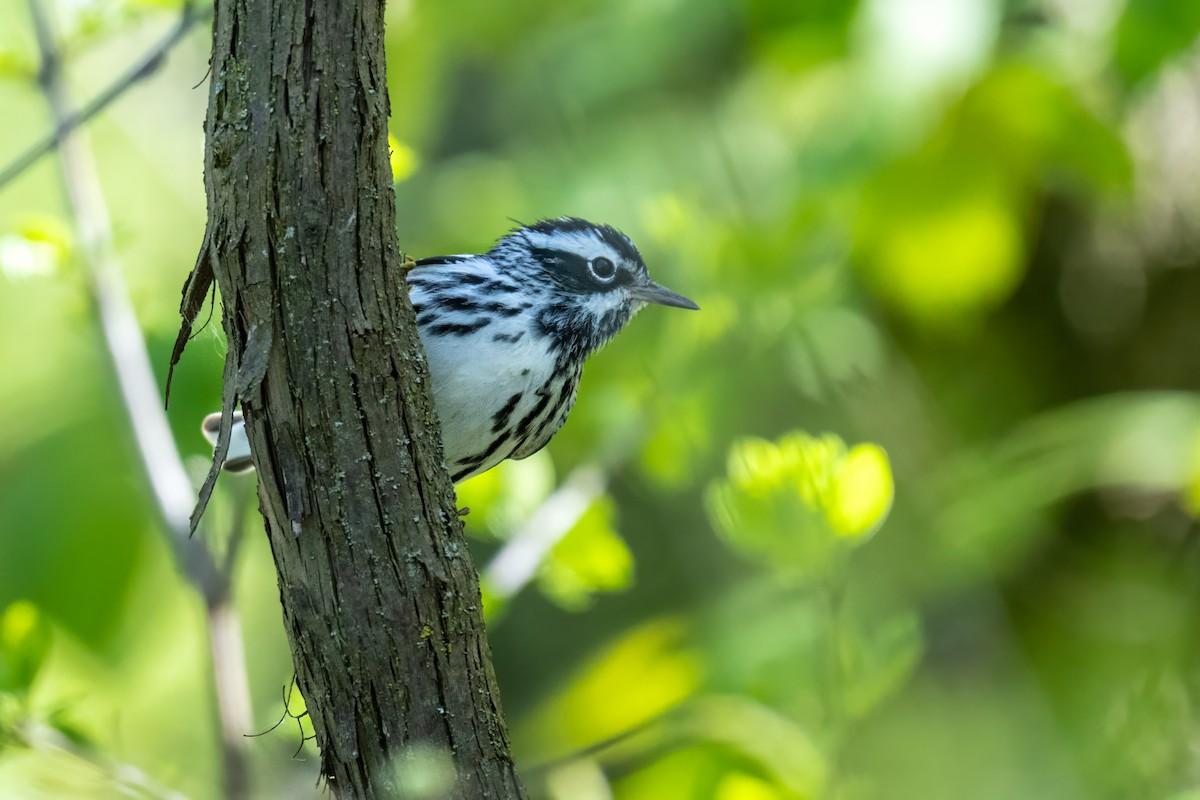 Black-and-white Warbler - ML618611704