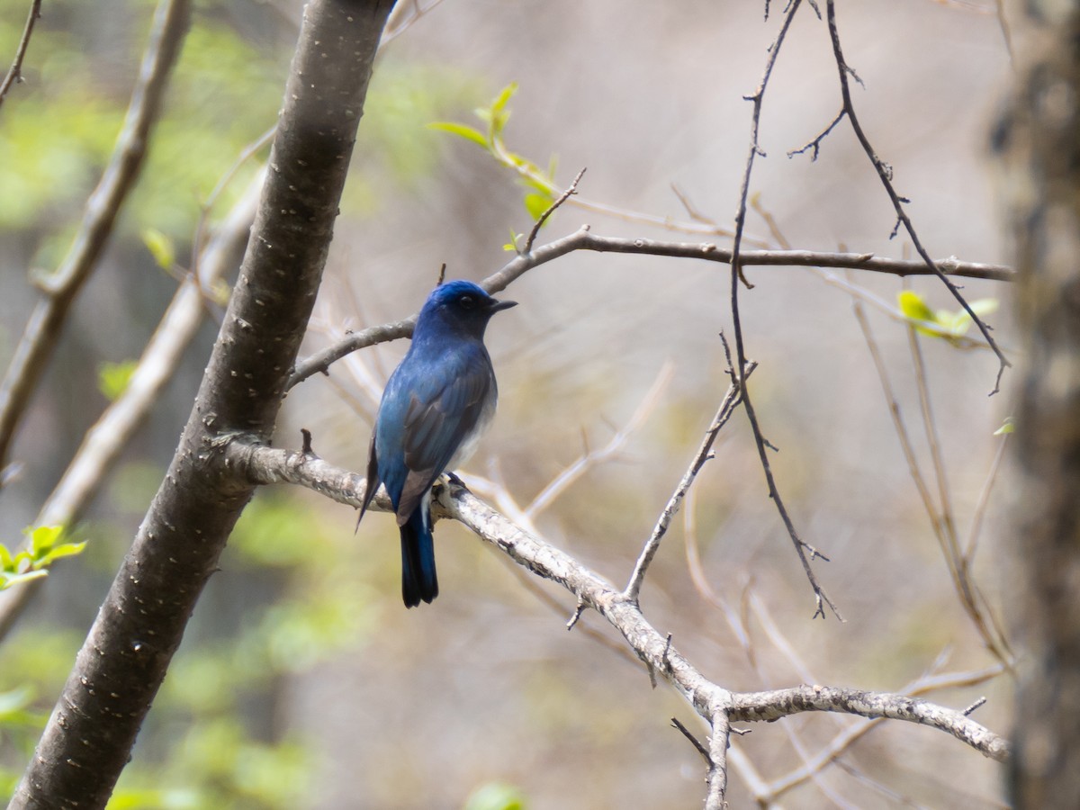 Blue-and-white Flycatcher - ML618611719
