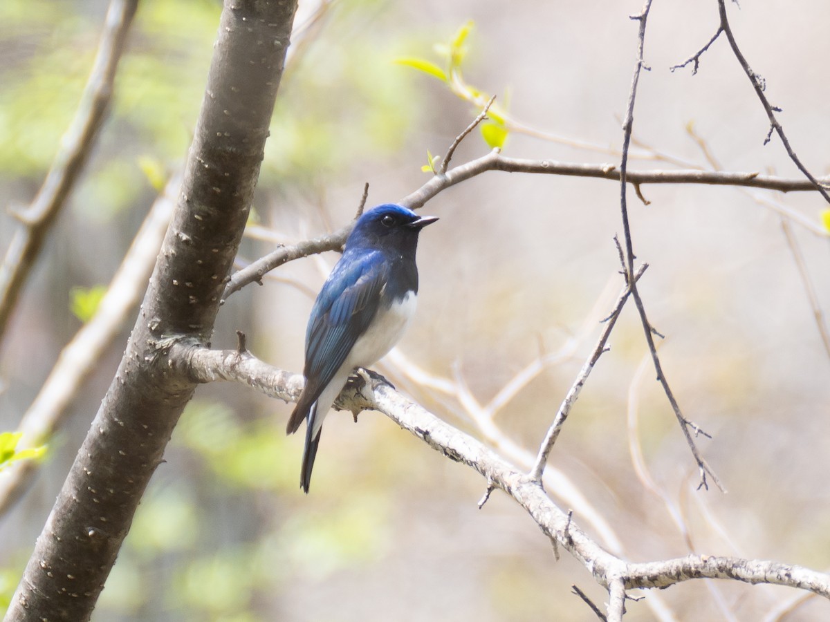 Blue-and-white Flycatcher - ML618611720