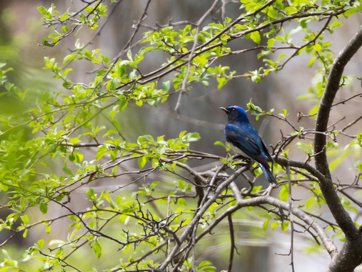 Blue-and-white Flycatcher - ML618611721