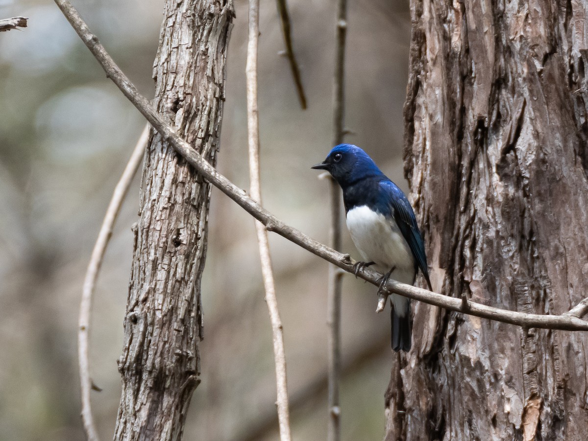 Blue-and-white Flycatcher - ML618611722