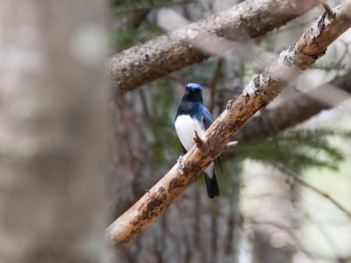 Blue-and-white Flycatcher - ML618611724