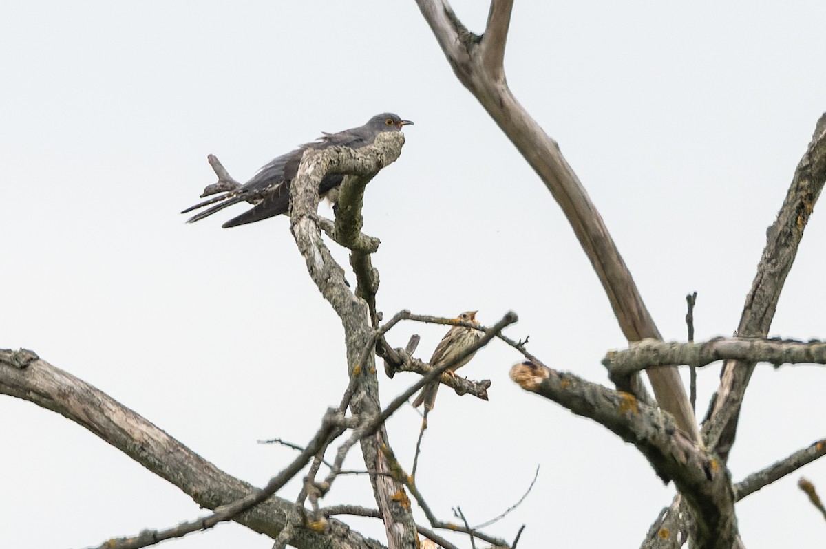 Common Cuckoo - ML618611815