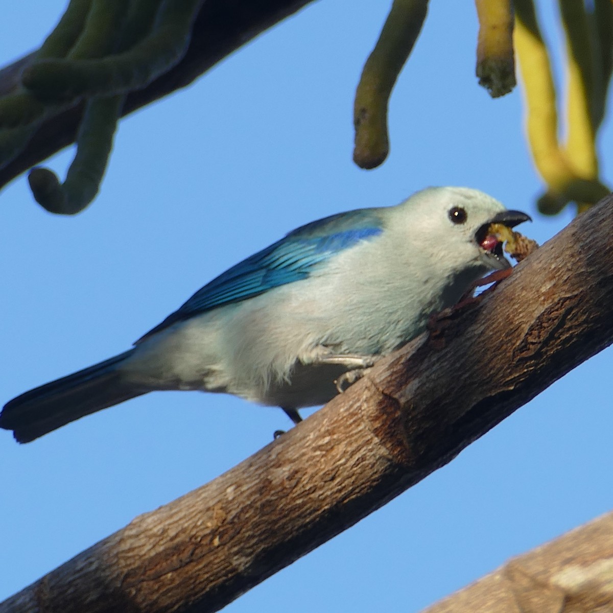 Blue-gray Tanager - ML618611834