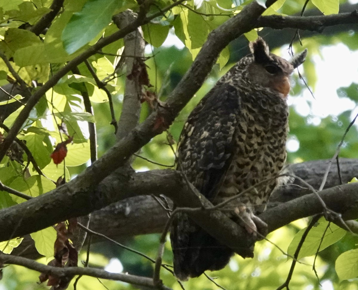 Spot-bellied Eagle-Owl - ML618611837
