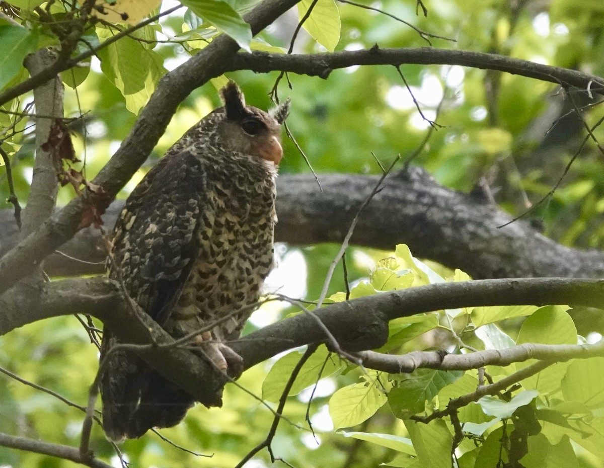 Spot-bellied Eagle-Owl - ML618611838