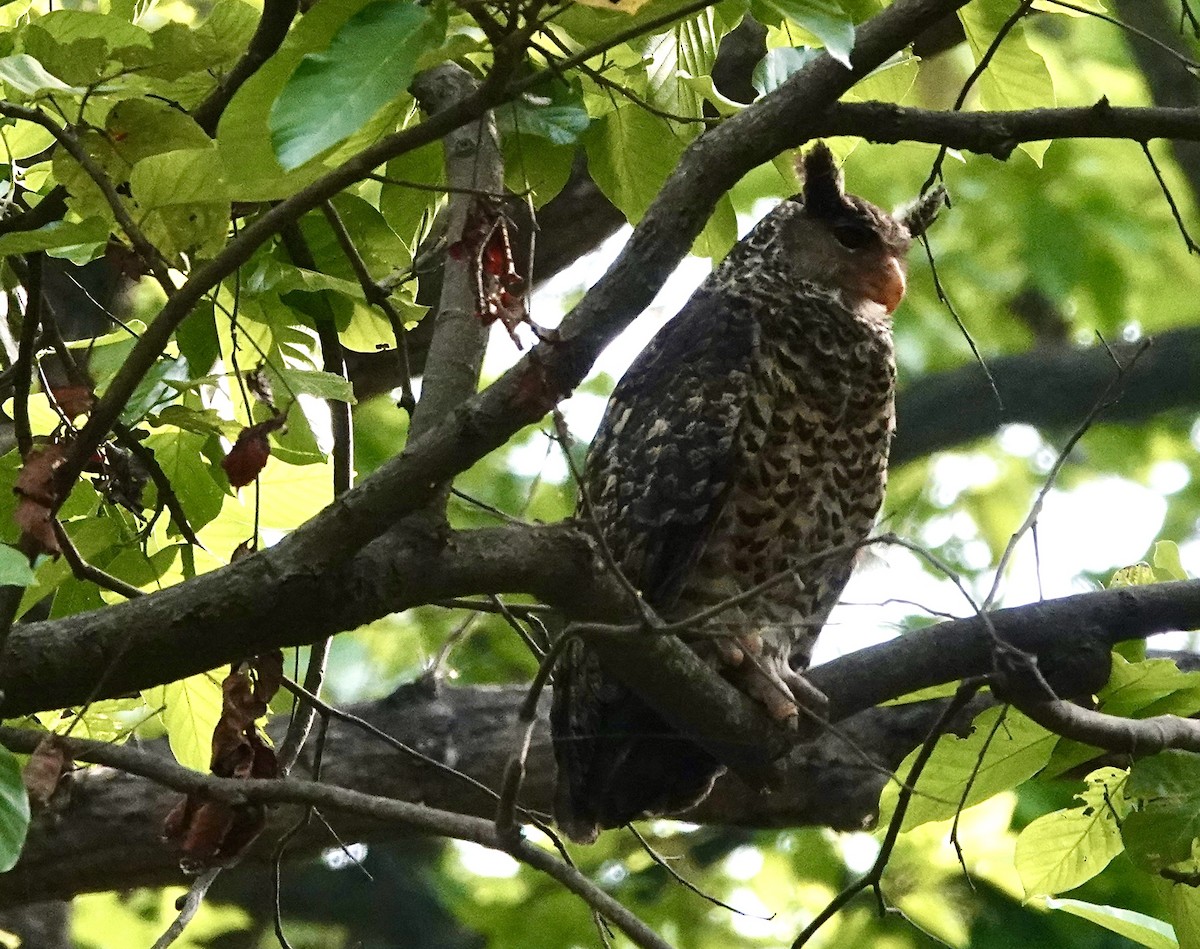 Spot-bellied Eagle-Owl - ML618611839