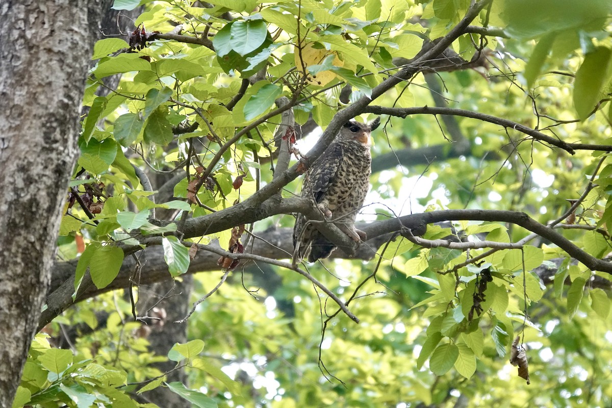 Spot-bellied Eagle-Owl - ML618611842