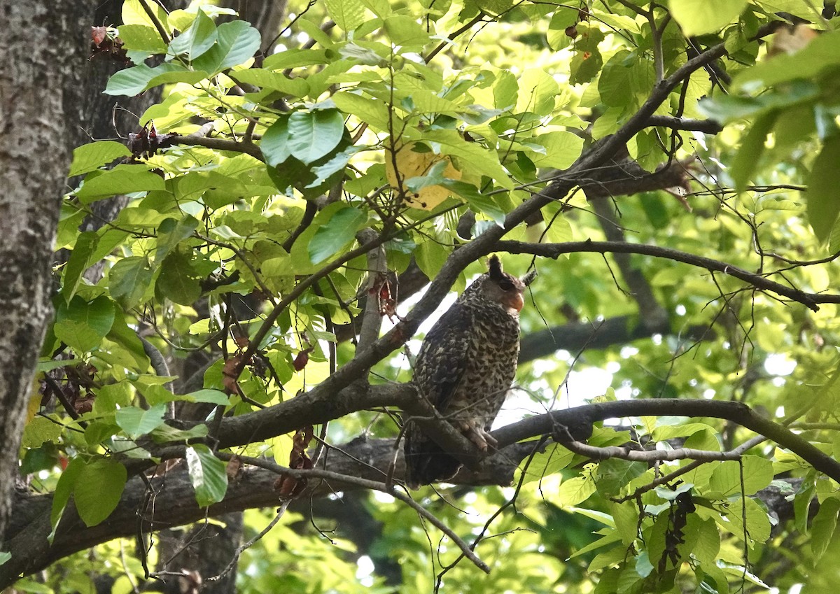 Spot-bellied Eagle-Owl - ML618611843