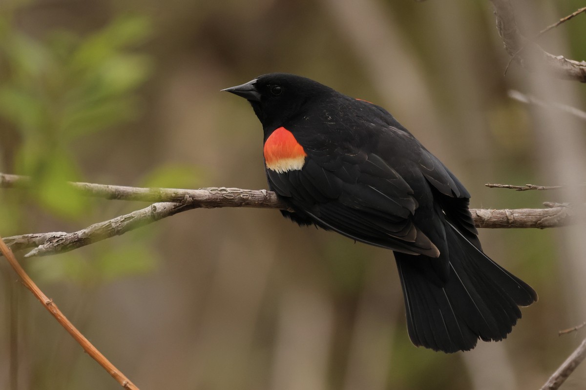 Red-winged Blackbird - ML618611874