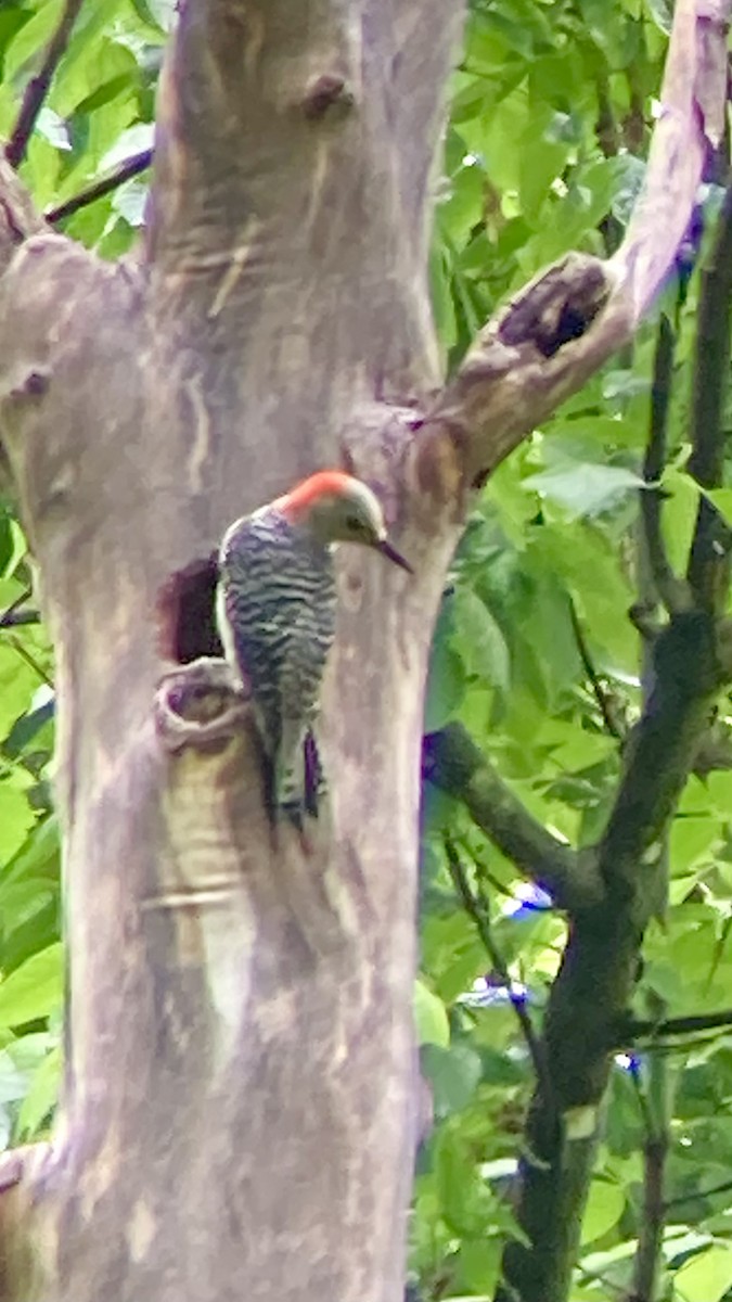 Red-bellied Woodpecker - ML618611885