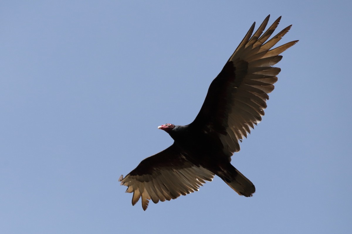 Turkey Vulture - ML618611896
