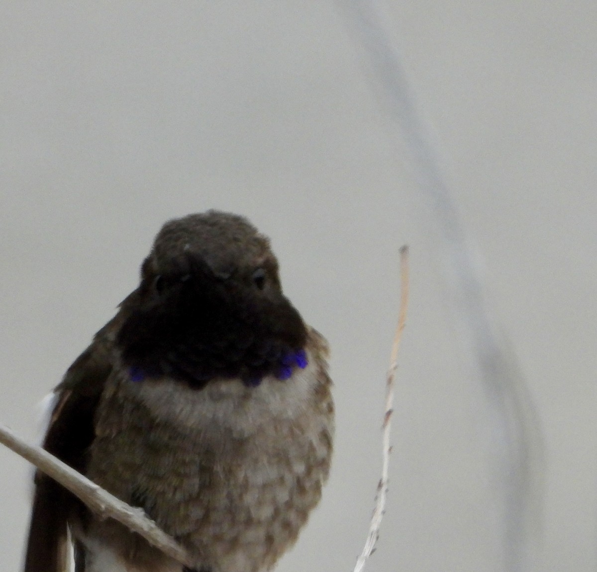 Black-chinned Hummingbird - ML618611897