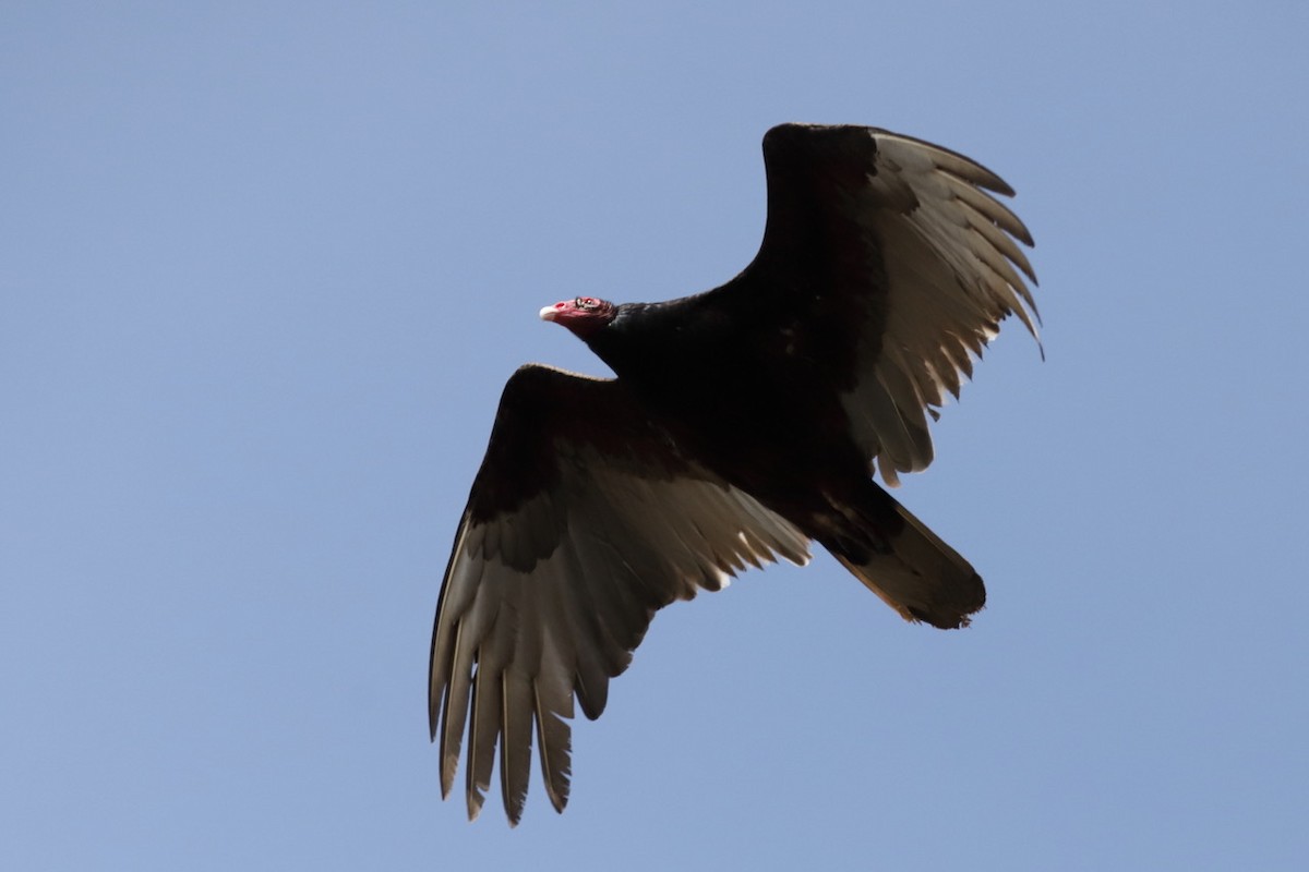 Turkey Vulture - ML618611898