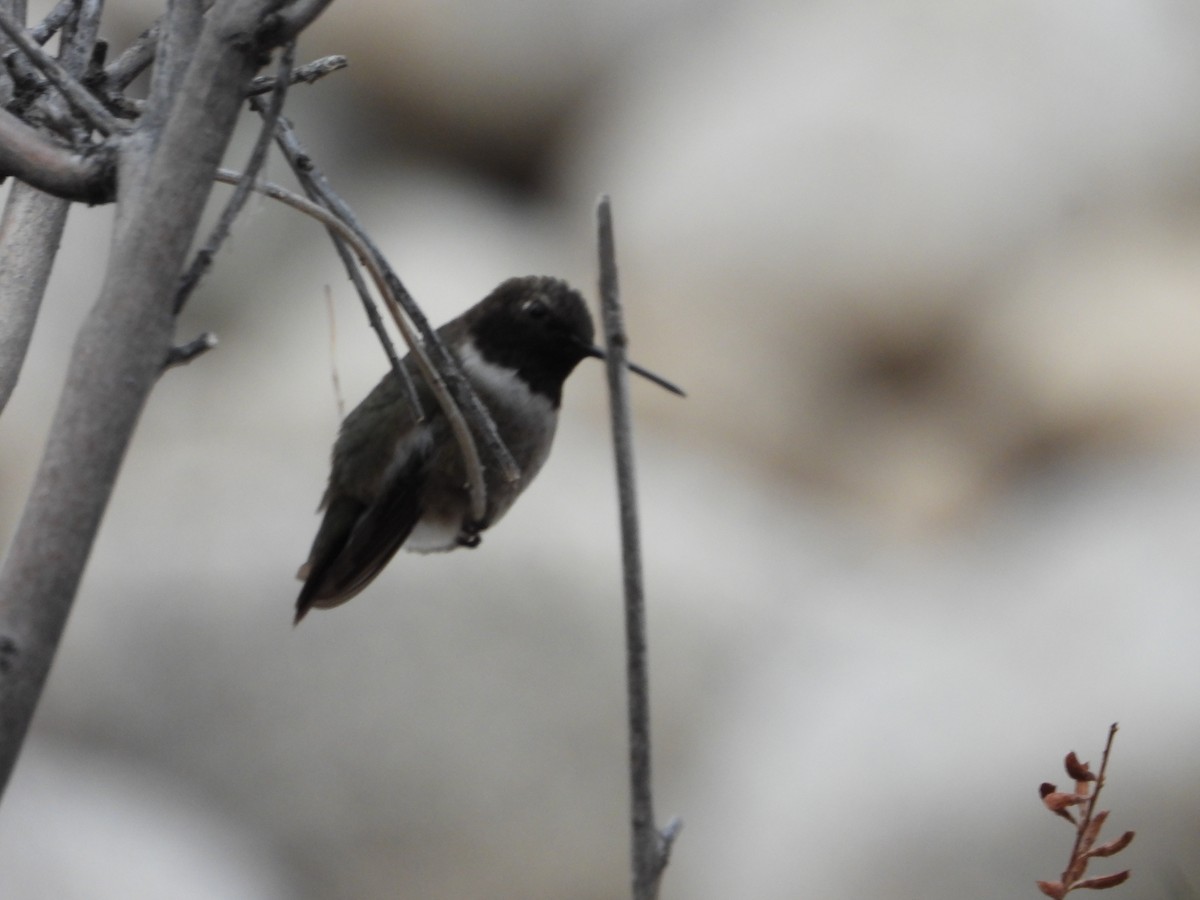 Black-chinned Hummingbird - ML618611899
