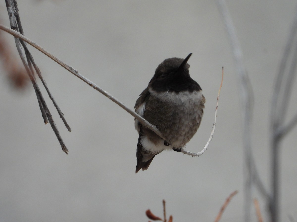 Black-chinned Hummingbird - ML618611900
