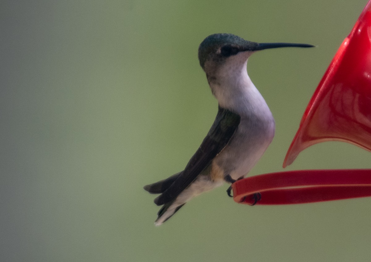 Ruby-throated Hummingbird - ML618611910