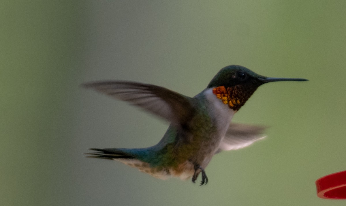 Ruby-throated Hummingbird - Ken Milender