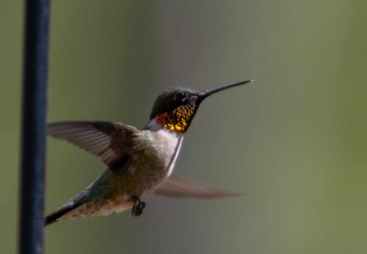 Ruby-throated Hummingbird - ML618611922