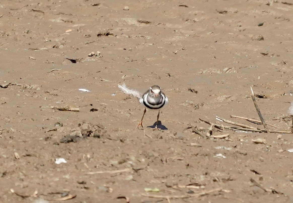 Three-banded Plover - ML618611939