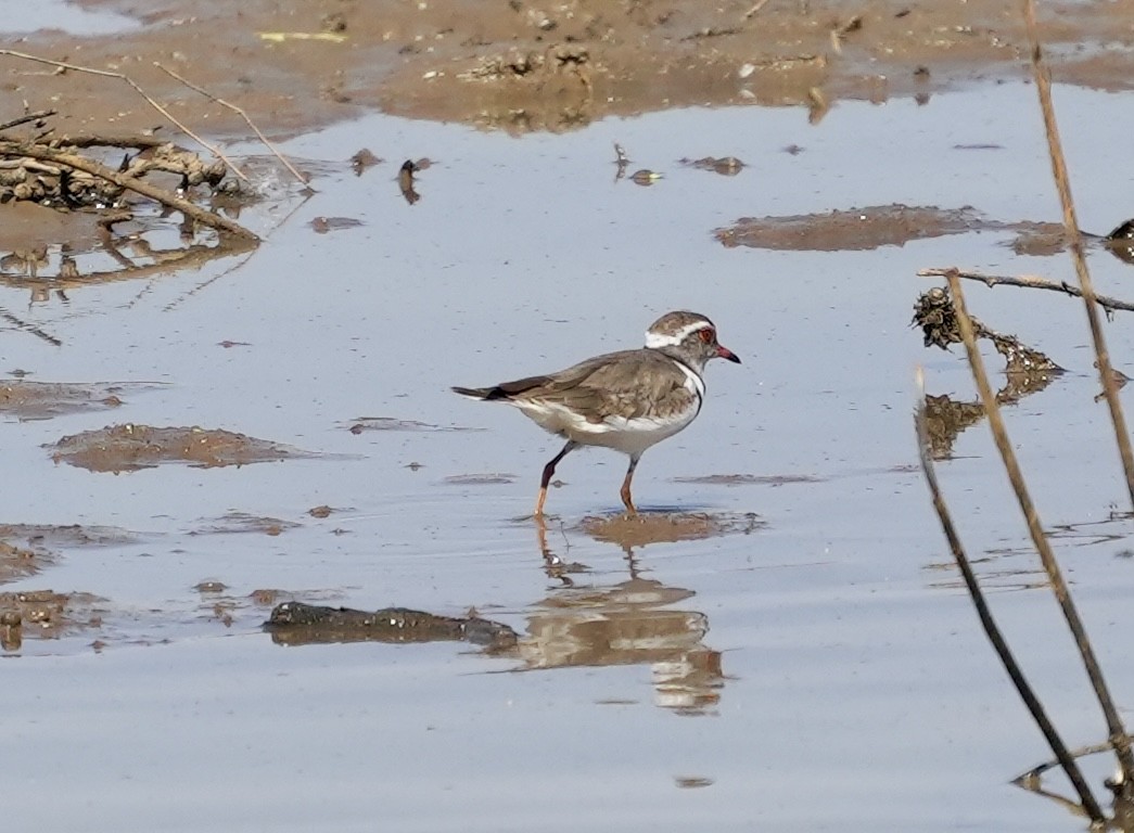 Three-banded Plover - ML618611940