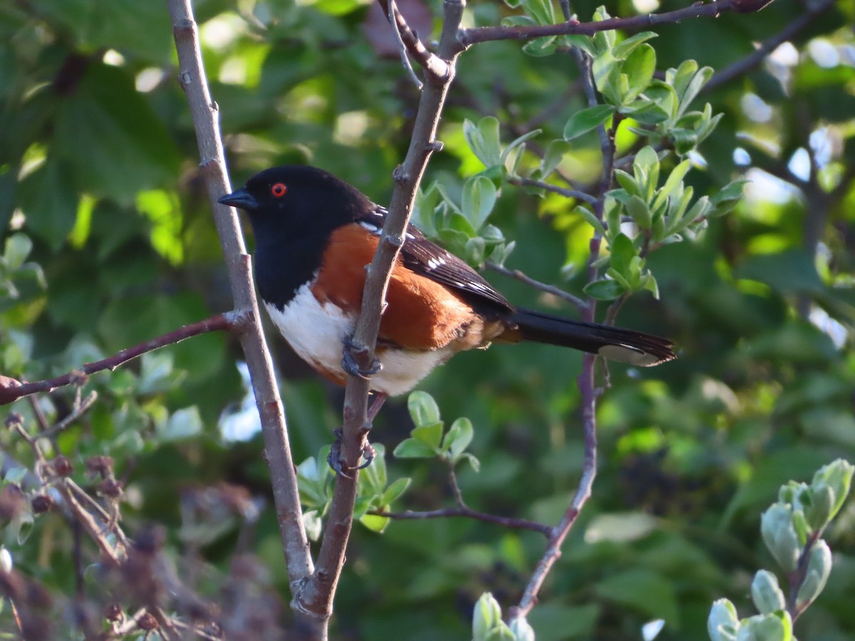 Spotted Towhee - ML618612009