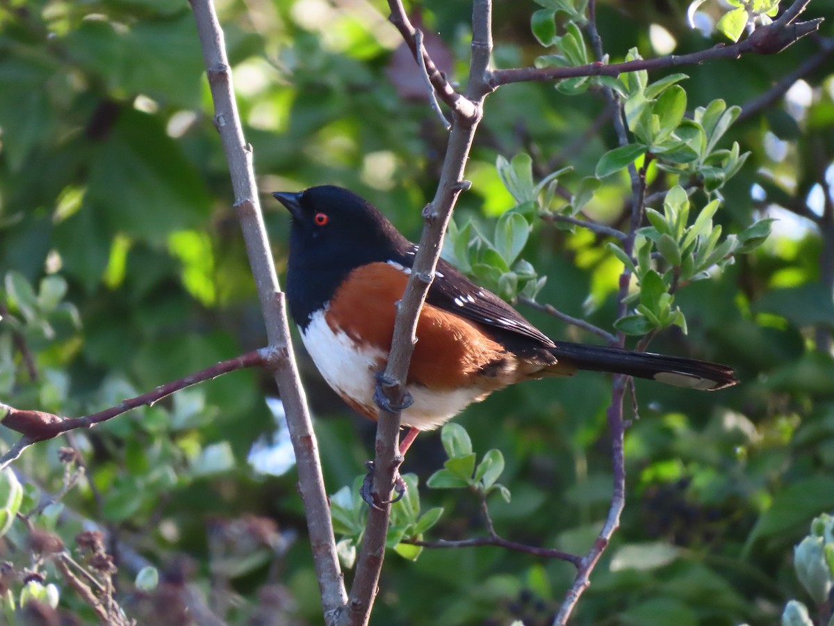 Spotted Towhee - ML618612010
