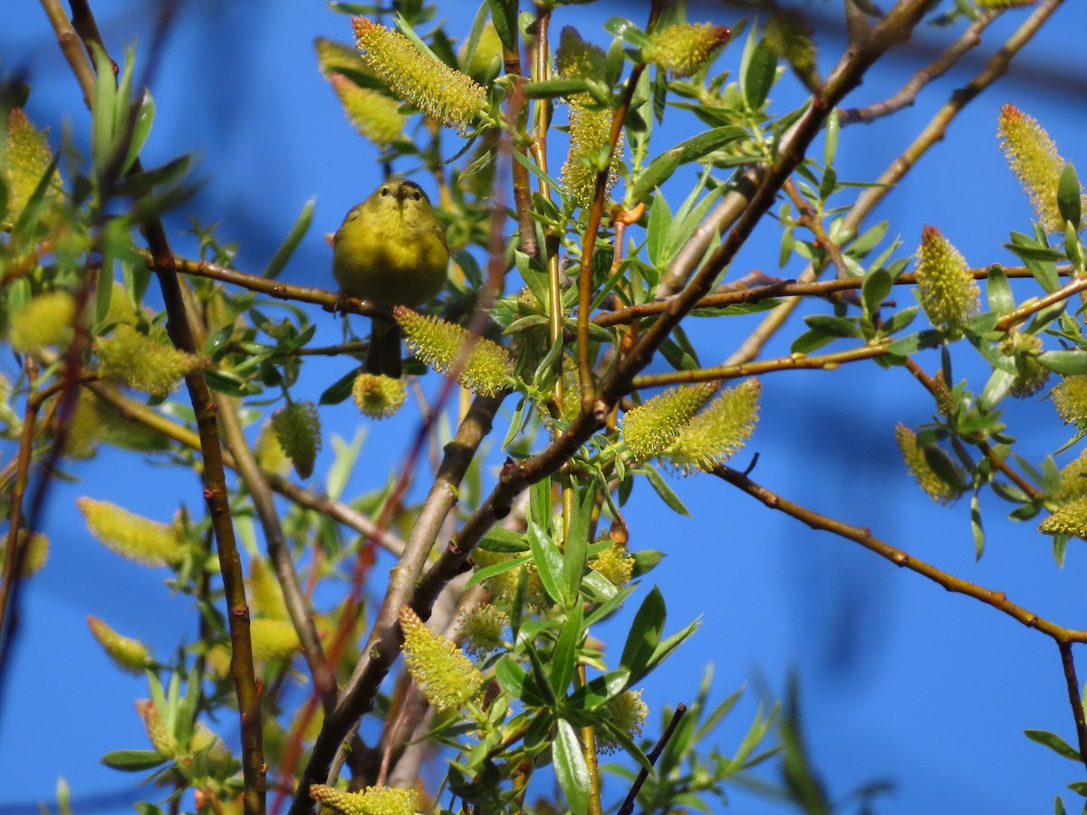 Orange-crowned Warbler - ML618612011