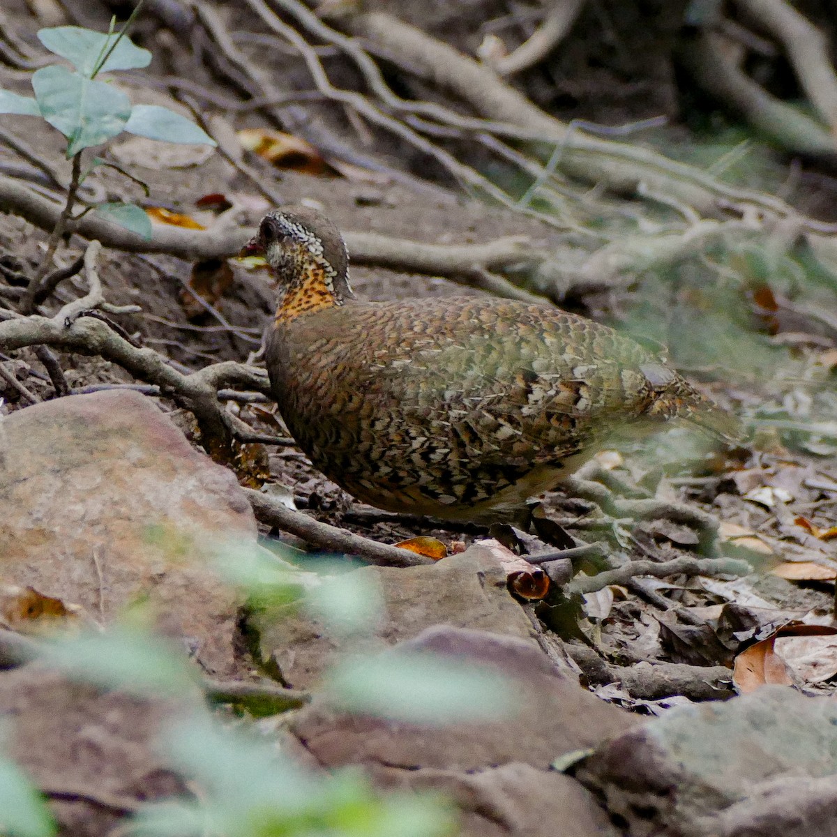 Scaly-breasted Partridge - ML618612013