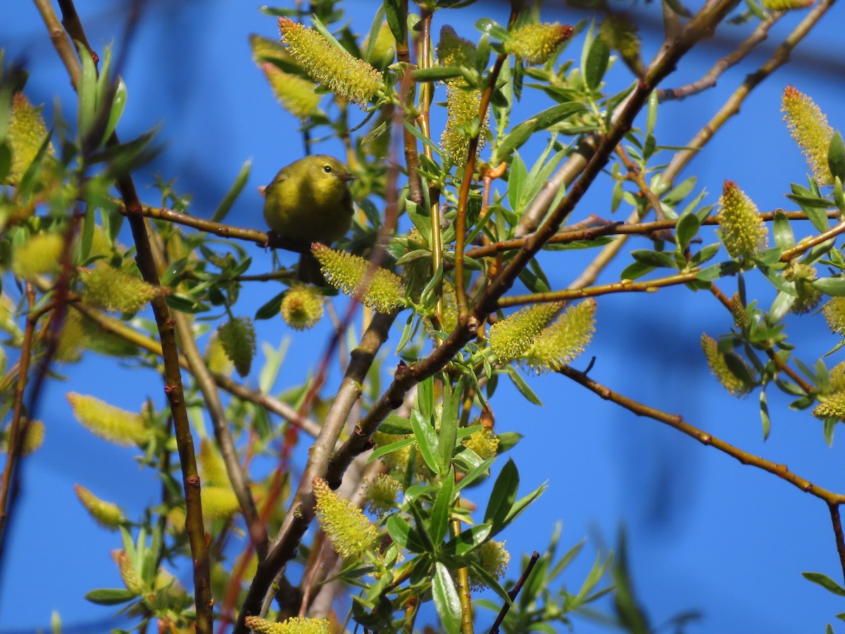 Orange-crowned Warbler - ML618612014
