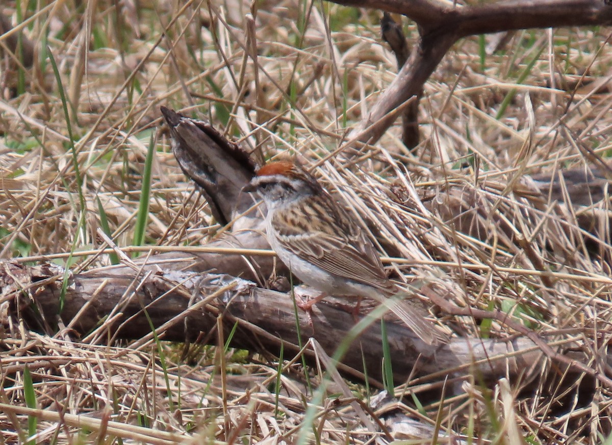 Chipping Sparrow - ML618612025