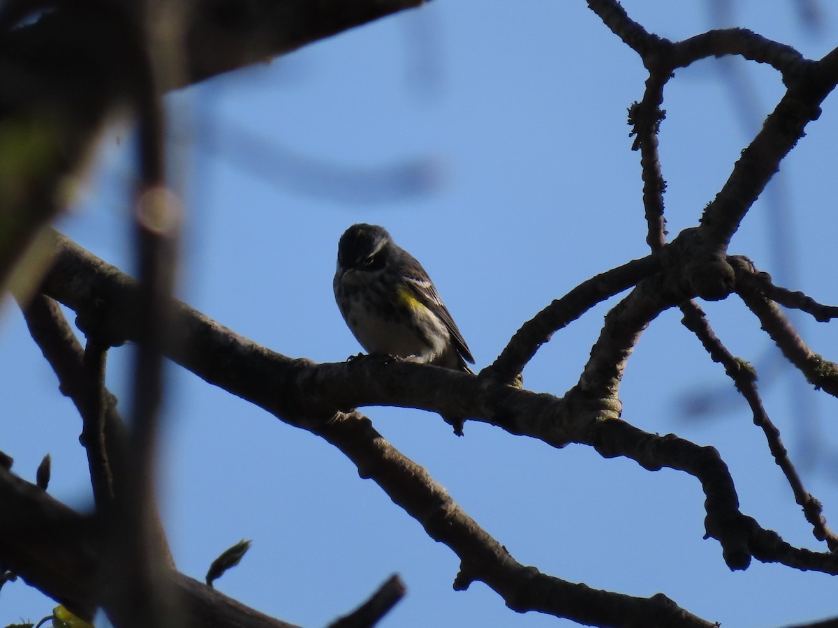 Yellow-rumped Warbler (Myrtle) - ML618612044