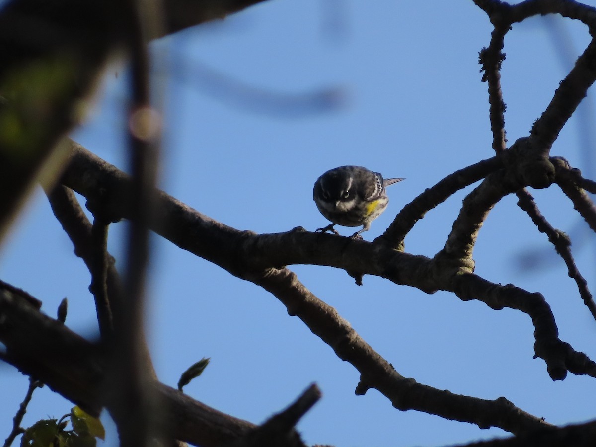 Yellow-rumped Warbler (Myrtle) - ML618612050