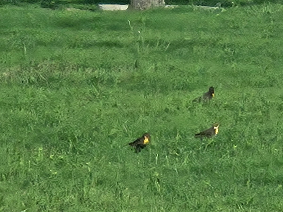 Yellow-headed Blackbird - ML618612067