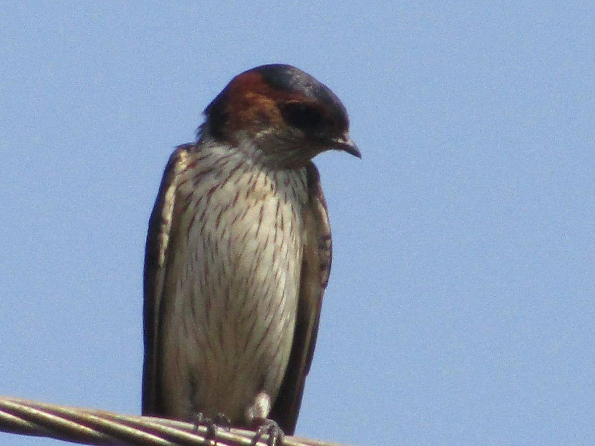 Red-rumped Swallow - ML618612073