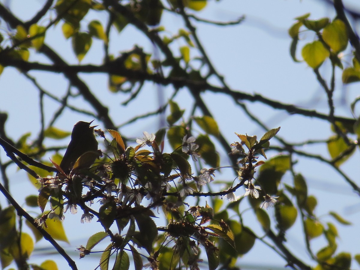 Orange-crowned Warbler - ML618612074
