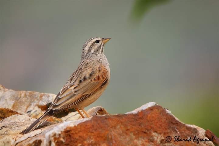Striolated Bunting - ML618612089