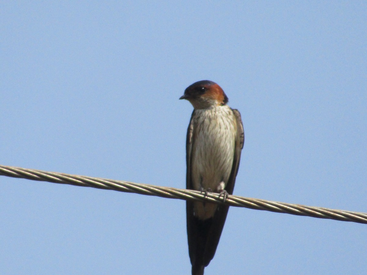 Red-rumped Swallow - ML618612090