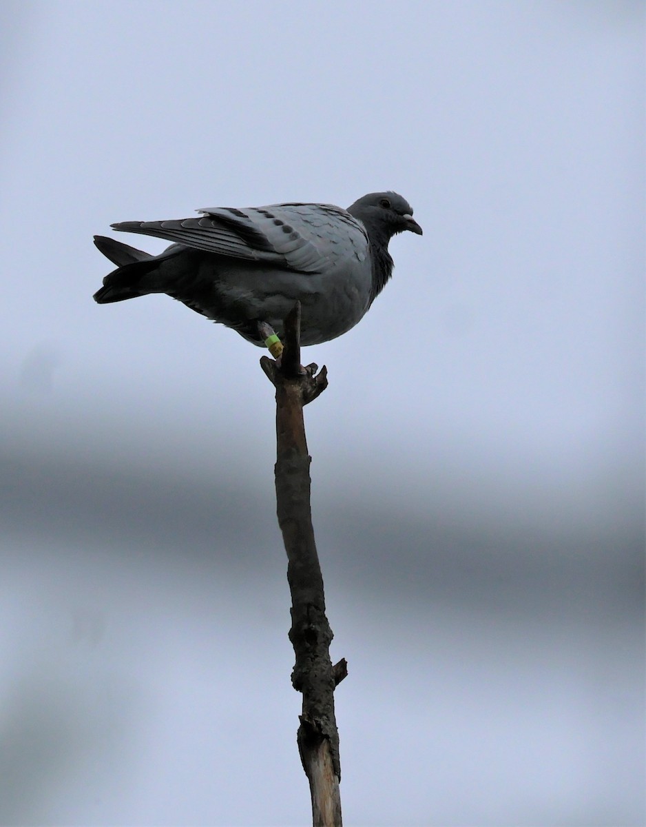 Rock Pigeon (Feral Pigeon) - ML618612110