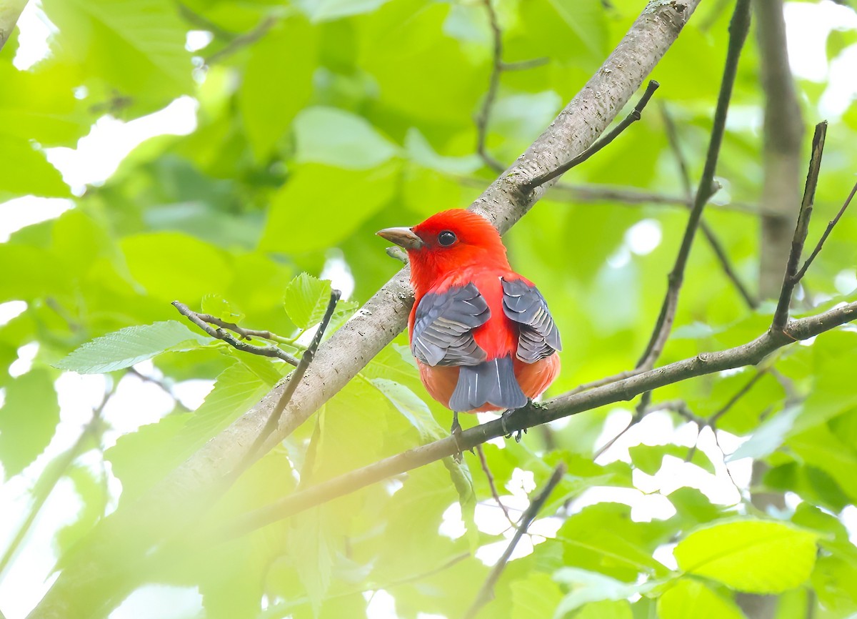 Scarlet Tanager - ML618612129