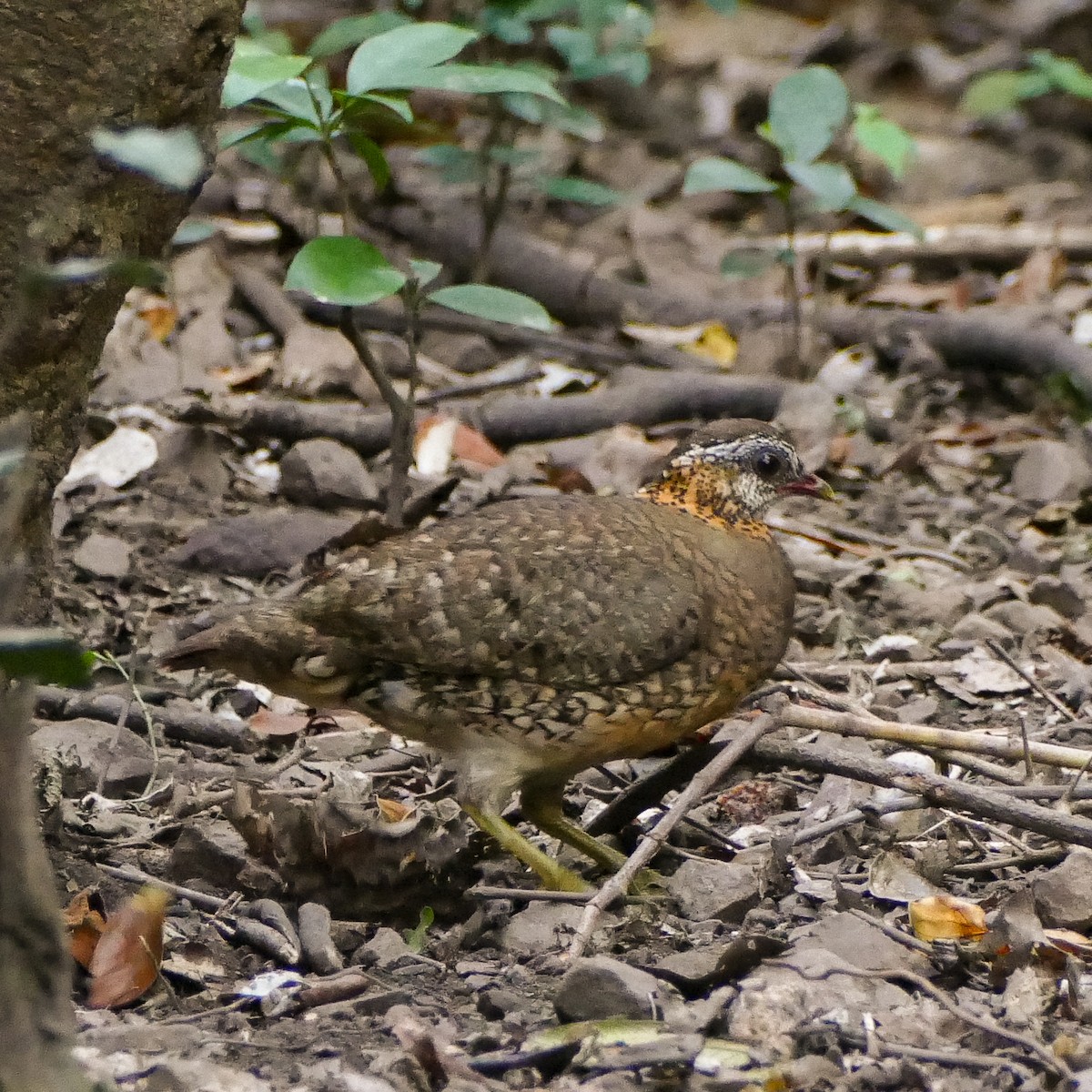 Scaly-breasted Partridge - ML618612159