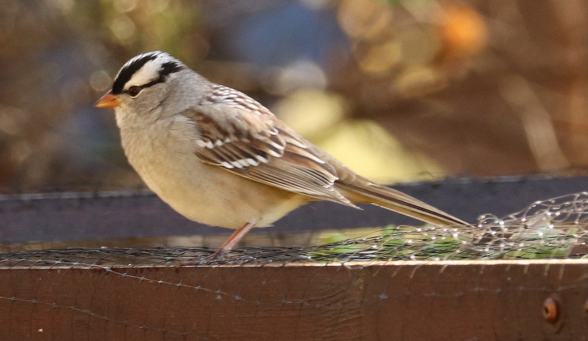 White-crowned Sparrow - Jean Laperrière COHL