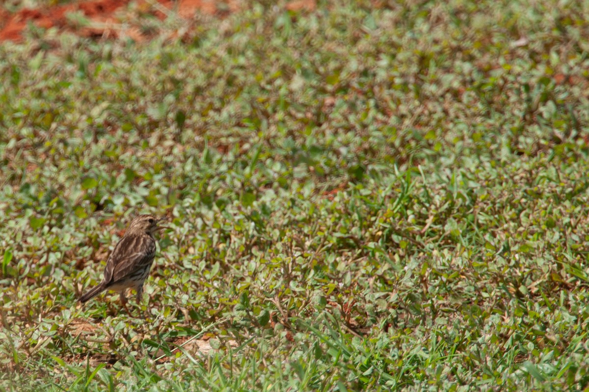 Red-throated Pipit - ML618612186