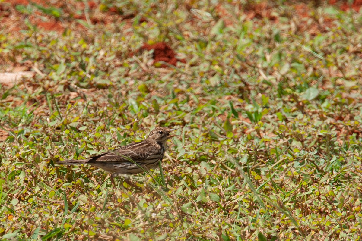 Red-throated Pipit - ML618612187