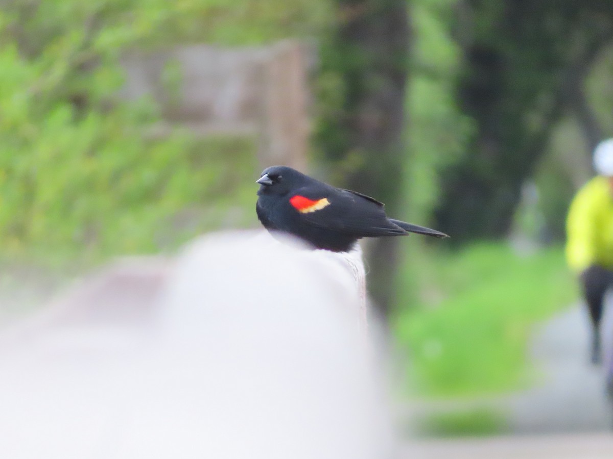 Red-winged Blackbird - ML618612218