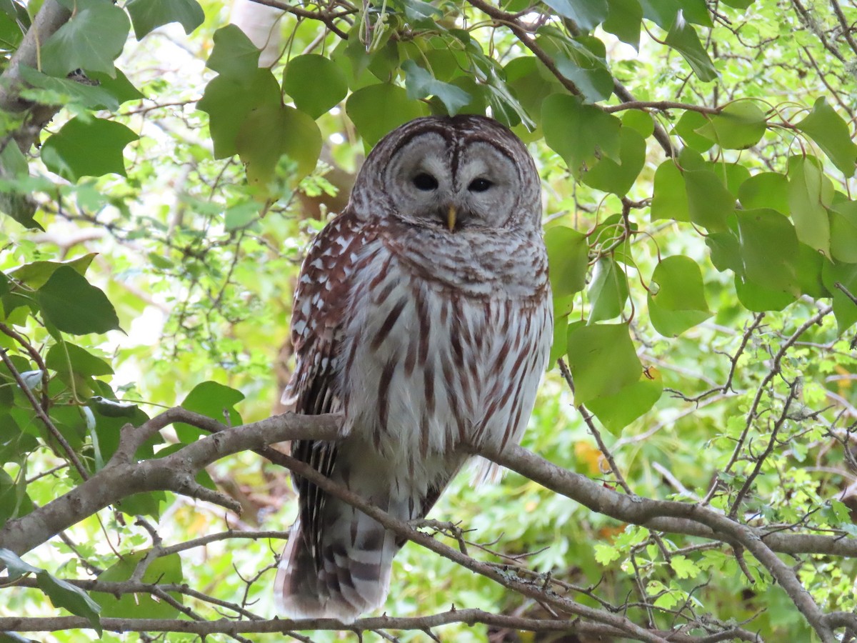 Barred Owl - ML618612231
