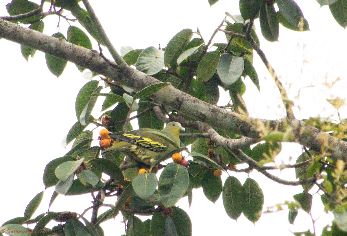 Gray-fronted Green-Pigeon - ML618612233