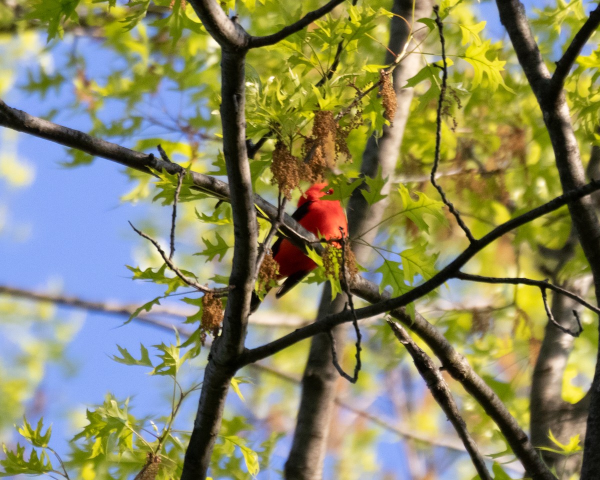 Scarlet Tanager - ML618612254
