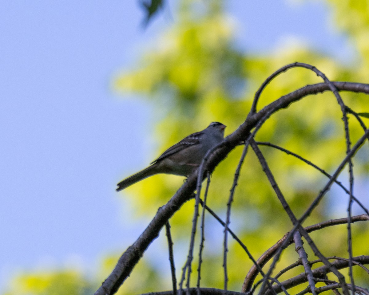 White-crowned Sparrow - ML618612258